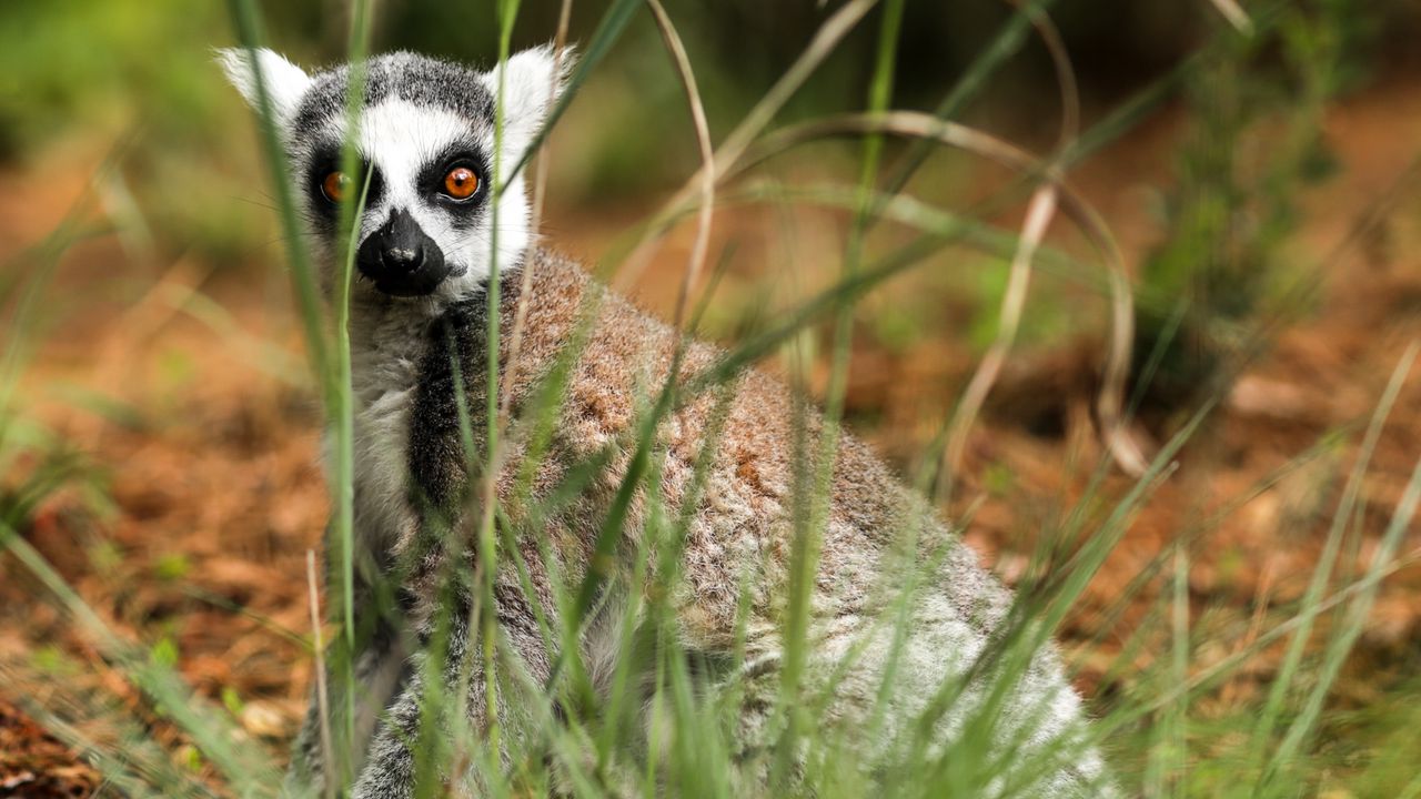 Wallpaper lemur, sitting, surprise, grass