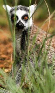 Preview wallpaper lemur, sitting, surprise, grass