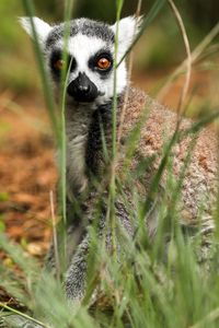 Preview wallpaper lemur, sitting, surprise, grass