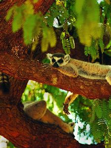 Preview wallpaper lemur, sleeping, tree