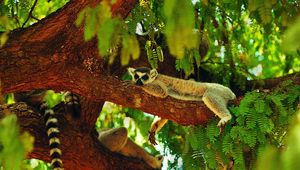Preview wallpaper lemur, sleeping, tree