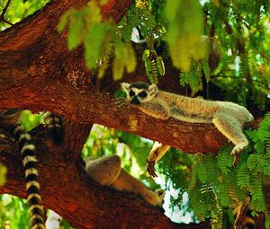 Preview wallpaper lemur, sleeping, tree