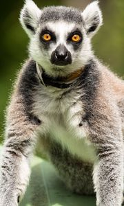 Preview wallpaper lemur, surprisingly, stand