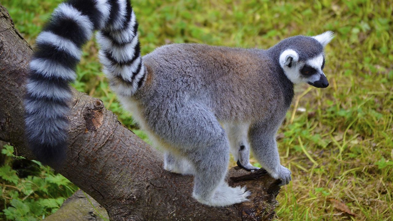 Wallpaper lemur, tail, striped, walk