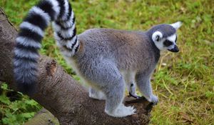 Preview wallpaper lemur, tail, striped, walk