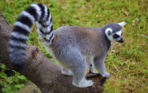 Preview wallpaper lemur, tail, striped, walk