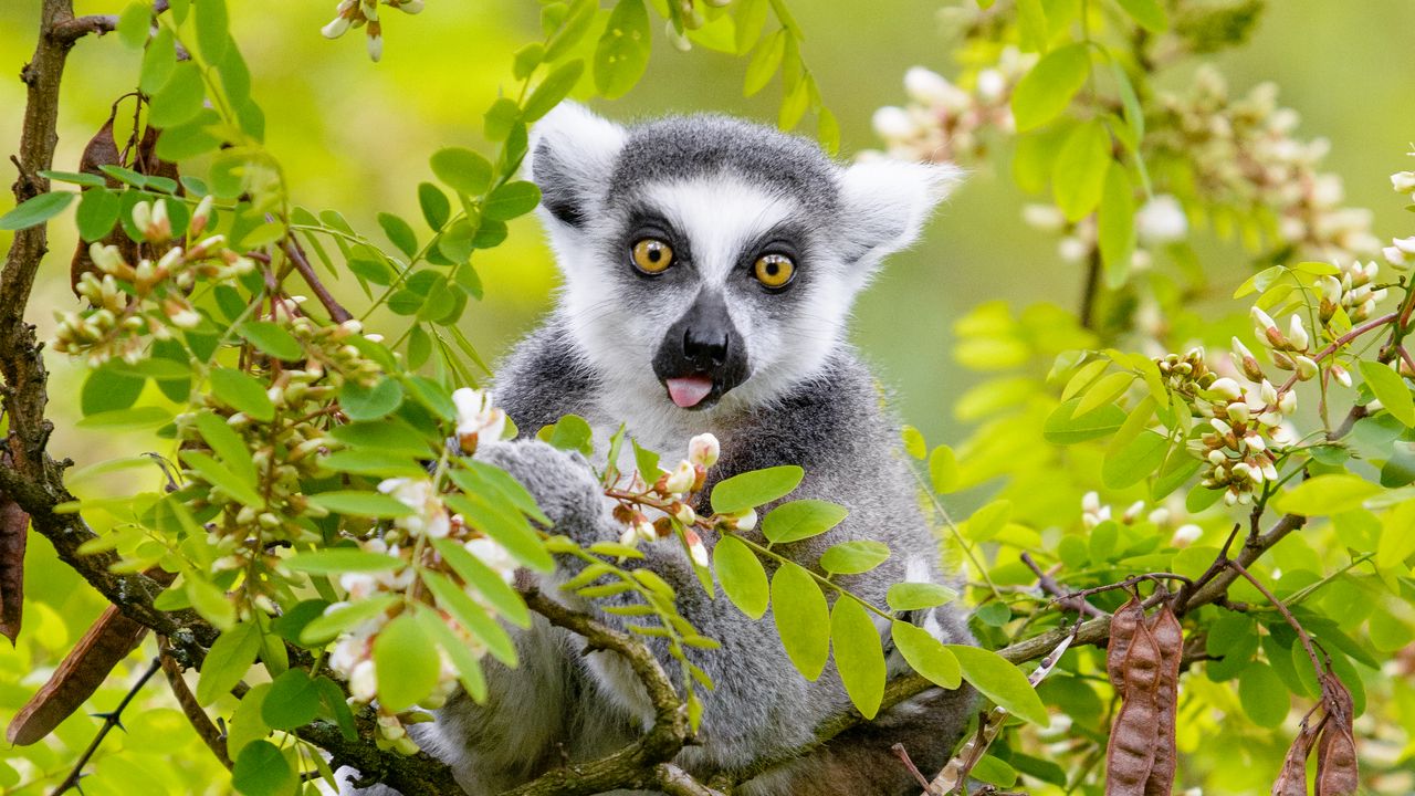 Wallpaper lemur, tree, branches, animal, funny, protruding tongue