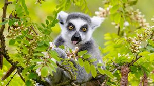 Preview wallpaper lemur, tree, branches, animal, funny, protruding tongue