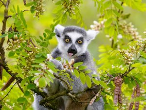 Preview wallpaper lemur, tree, branches, animal, funny, protruding tongue