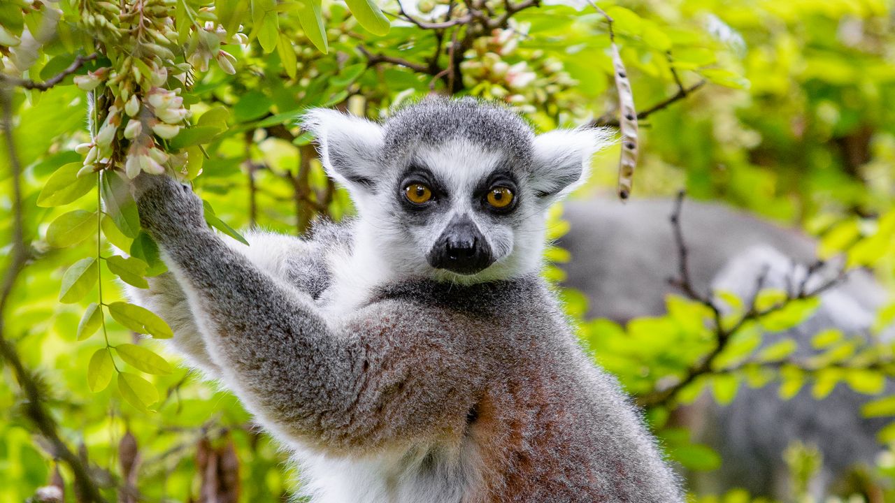 Wallpaper lemur, tree, branches, animal, wildlife