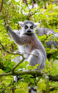 Preview wallpaper lemur, tree, branches, animal, wildlife