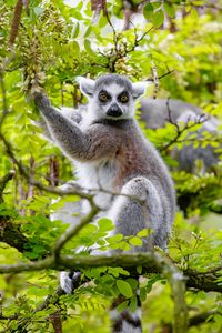 Preview wallpaper lemur, tree, branches, animal, wildlife