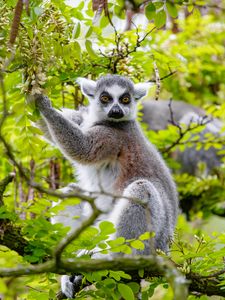 Preview wallpaper lemur, tree, branches, animal, wildlife