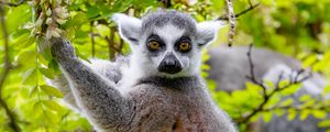 Preview wallpaper lemur, tree, branches, animal, wildlife