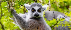 Preview wallpaper lemur, tree, branches, animal, wildlife