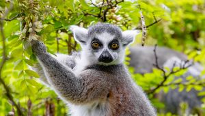 Preview wallpaper lemur, tree, branches, animal, wildlife