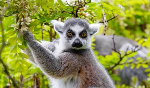 Preview wallpaper lemur, tree, branches, animal, wildlife