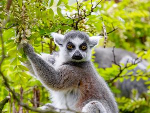 Preview wallpaper lemur, tree, branches, animal, wildlife