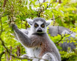 Preview wallpaper lemur, tree, branches, animal, wildlife