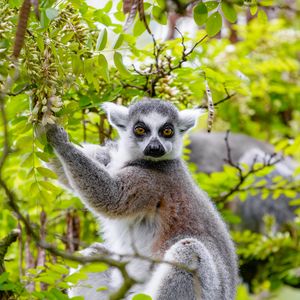 Preview wallpaper lemur, tree, branches, animal, wildlife