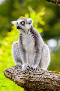 Preview wallpaper lemur, tree, leaves, wildlife, animal