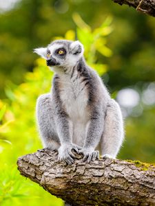 Preview wallpaper lemur, tree, leaves, wildlife, animal