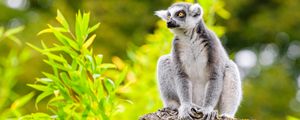 Preview wallpaper lemur, tree, leaves, wildlife, animal