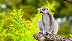 Preview wallpaper lemur, tree, leaves, wildlife, animal