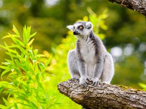 Preview wallpaper lemur, tree, leaves, wildlife, animal