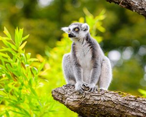 Preview wallpaper lemur, tree, leaves, wildlife, animal