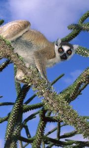 Preview wallpaper lemur, trees, climbing, cute, striped