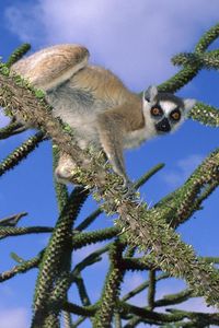 Preview wallpaper lemur, trees, climbing, cute, striped