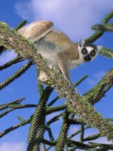 Preview wallpaper lemur, trees, climbing, cute, striped