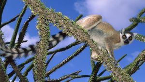 Preview wallpaper lemur, trees, climbing, cute, striped