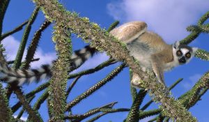 Preview wallpaper lemur, trees, climbing, cute, striped