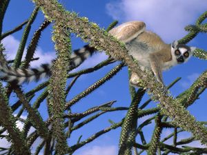 Preview wallpaper lemur, trees, climbing, cute, striped