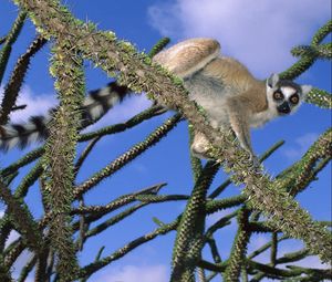 Preview wallpaper lemur, trees, climbing, cute, striped