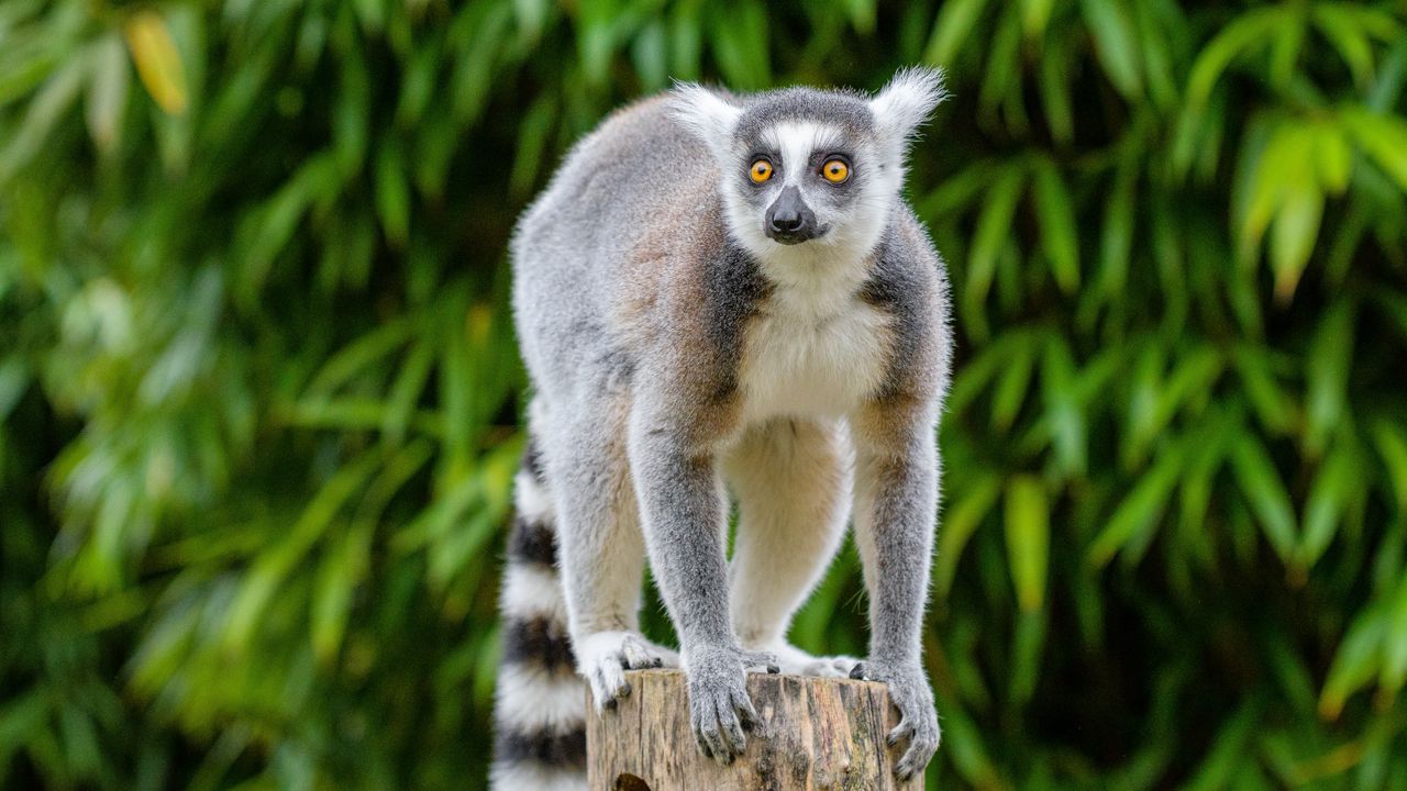 Wallpaper lemur, wildlife, animal, wood