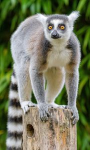 Preview wallpaper lemur, wildlife, animal, wood