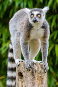 Preview wallpaper lemur, wildlife, animal, wood