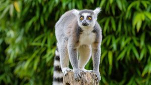 Preview wallpaper lemur, wildlife, animal, wood