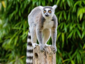 Preview wallpaper lemur, wildlife, animal, wood