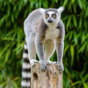 Preview wallpaper lemur, wildlife, animal, wood