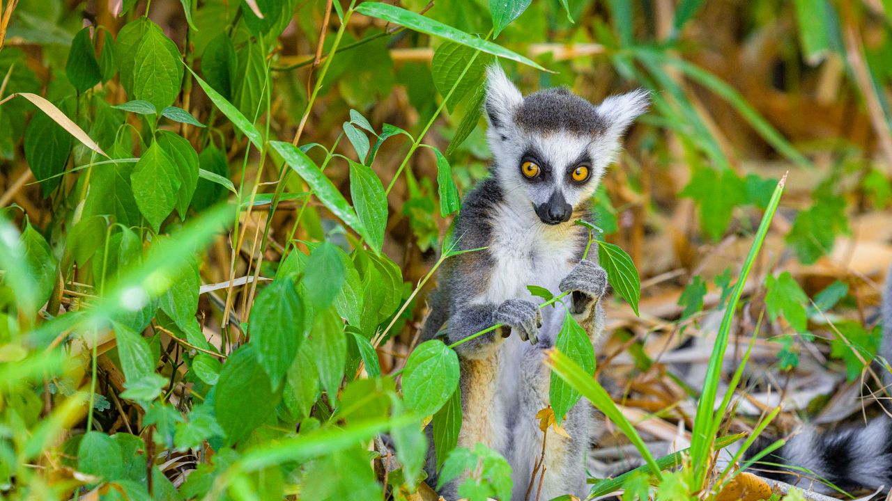 Wallpaper lemur, wildlife, animal, leaves
