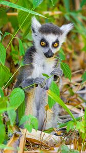 Preview wallpaper lemur, wildlife, animal, leaves