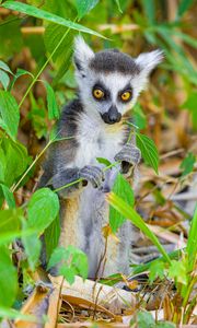 Preview wallpaper lemur, wildlife, animal, leaves