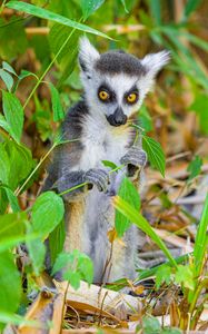 Preview wallpaper lemur, wildlife, animal, leaves