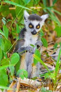 Preview wallpaper lemur, wildlife, animal, leaves