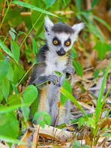 Preview wallpaper lemur, wildlife, animal, leaves