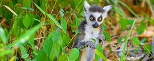 Preview wallpaper lemur, wildlife, animal, leaves